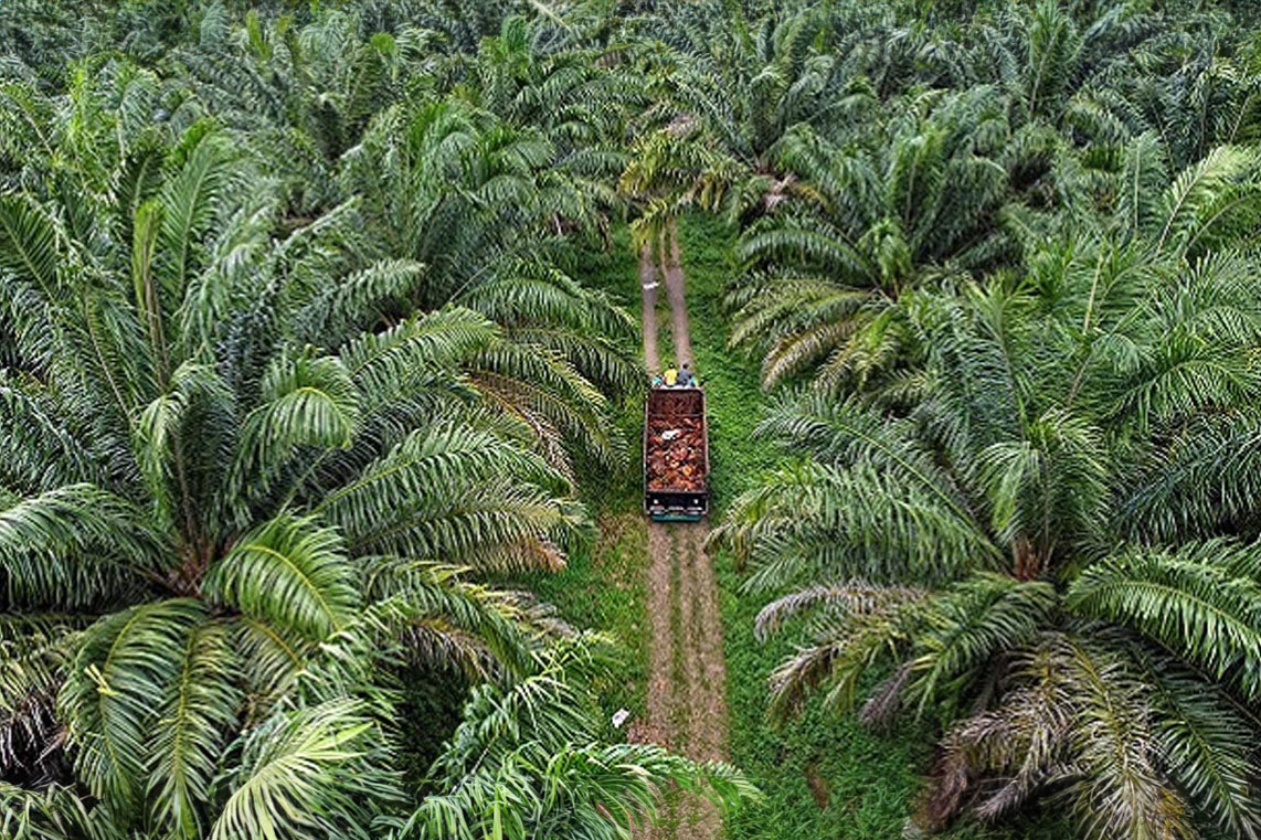PT Globalindo Agro Lestari (GAL)